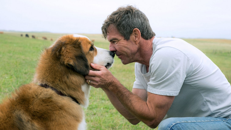 A Dog's Purpose